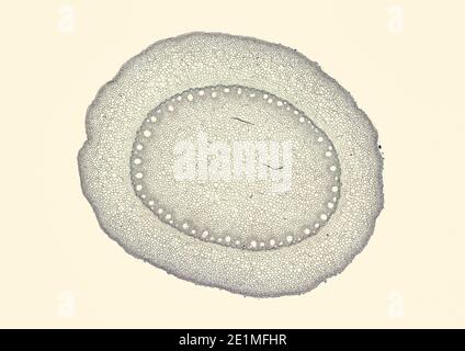 sezione trasversale tagliata sotto il microscopio – vista microscopica di cellule di pianta per l'educazione botanica Foto Stock