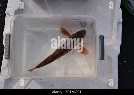 Pesce fresco pescato rosso in un secchio. Foto Stock