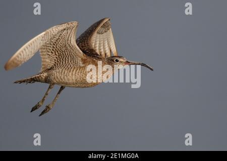 Whimbrel (Numenius phaeopus), adulto in volo, mai po Riserva Naturale, Hong Kong 13 agosto 2015 Foto Stock