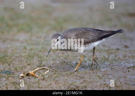 Tattler dalla coda grigia (Tringa brevipes), Riserva Naturale mai po, nuovi territori, Hong Kong 30 agosto 2015 Foto Stock