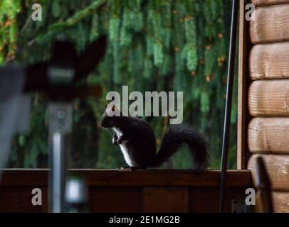 Curioso scoiattolo europeo di pelliccia rossa (sciurus vulgaris) correre intorno su ringhiera o ringhiera di legno ad una cabina nella foresta sempreverde Foto Stock