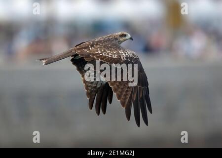 Black Kite (Milvus migrans), dal molo di sai Kung, Hong Kong 13 settembre 2015 Foto Stock