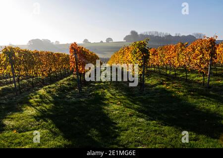 Inghilterra, Sussex orientale, vigneti con foglie autunnali vicino a Wichelsea Foto Stock