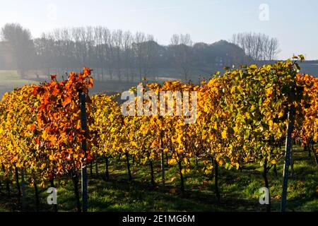 Inghilterra, Sussex orientale, vigneti con foglie autunnali vicino a Wichelsea Foto Stock