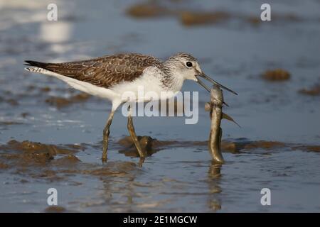 Comune Greenshank (Tringa nebularia), con preda mudskipper, Riserva Naturale mai po, Hong Kong, Cina 27th ottobre 2015 Foto Stock