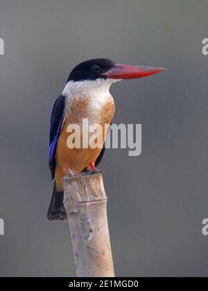 Kingfisher con tappo nero (Halcyon pileata), perching per adulti, mai po Nature Reserve, Hong Kong 28 ottobre 2015 Foto Stock