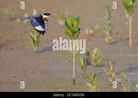 Kingfisher con cappa nera (Halcyon pileata), vista laterale di adulti che volano, sfondo di piantine di mangrovie, riserva naturale mai po, Hong Kong Cina Foto Stock