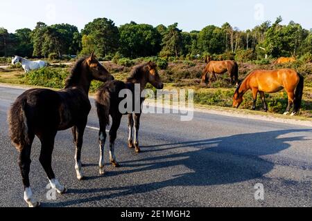 Inghilterra, Hampshire, New Forest, pony su strada vicino Lyndhurst Foto Stock