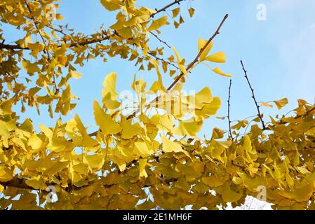 Ginkgo biloba fogliame giallo in autunno Foto Stock