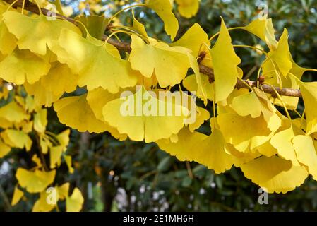 Ginkgo biloba fogliame giallo in autunno Foto Stock