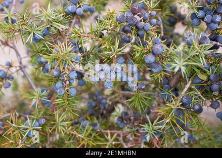 Juniperus communis ramo ravvicinato con frutta matura Foto Stock