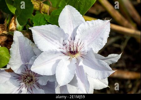 Clematis 'Now Queen' pianta arbusto fiorita all'inizio dell'estate con un fiore bianco estivo che apre a maggio giugno e settembre, foto d'inventario Foto Stock