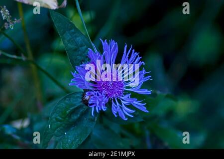 Montagna soleggiata radura e bloom thistle o selvaggio fiore viola close up, montagna Rila, Bulgaria Foto Stock