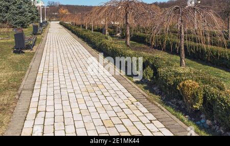 Viale di Pendula ciliegia piangente - un piccolo albero deciduo con un'ampia corona di ombrelli e una cascata di punte di ramo appesi giù. Foto Stock