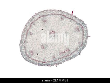 sezione trasversale tagliata sotto il microscopio – vista microscopica di cellule di pianta per l'educazione botanica Foto Stock