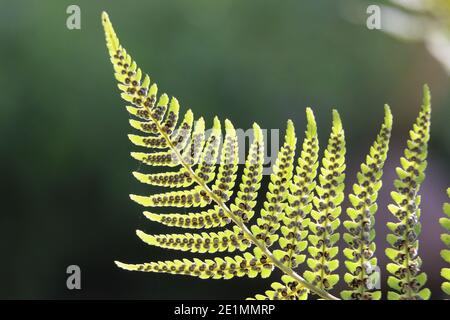 Bracken verde foglie di felce, aquila felce, Pteridium aquilinum, vista dal basso che mostra sori e spore, primo piano Foto Stock