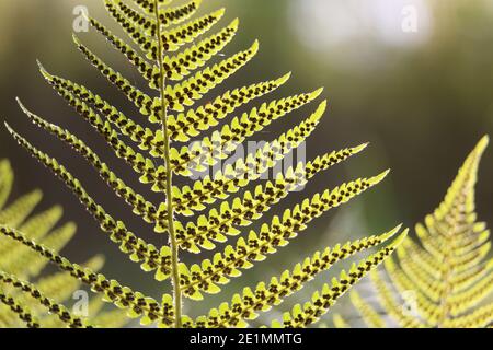 Bracken verde soleggiato foglie di felce, aquila felce, Pteridium aquilinum, vista dal basso che mostra sori e spore, primo piano Foto Stock