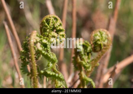 Verde corazzato bracken felce fronds, aquila felce, Pteridium aquilinum, unfurling su uno sfondo naturale sfocato, primo piano Foto Stock