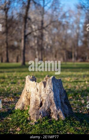Vecchio ceppo di albero intemperie che marcisce nella foresta. Foto Stock