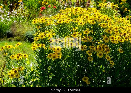 Elio giallo nel giardino erbaceo confine perenne estate pianta perenne confine estate Foto Stock