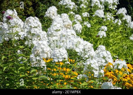 Erbacee perenni Border Bed White Phlox Monte Fuji o Fujiyama Rudbeckias Foto Stock