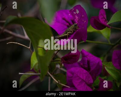 Macro closeup di enorme insetto cavallino su viola Bougainvillea Piante di petali di fiori in Guatape Antioquia Colombia Sud America Foto Stock