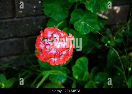 Il Pelargonio è un genere di piante da fiore che comprende circa 280 specie di perenni, succulenti e arbusti, comunemente noti come gerani, pelarg Foto Stock