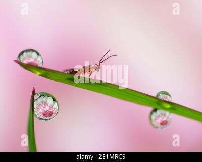 Riflesso del fiore all'interno gocce di rugiada Foto Stock