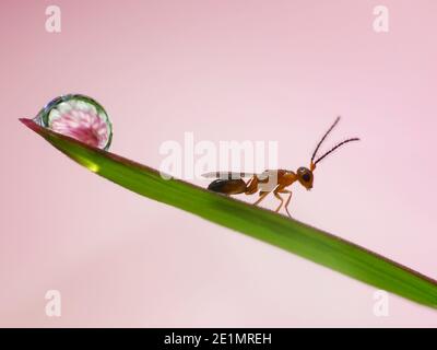 Riflesso del fiore all'interno gocce di rugiada Foto Stock
