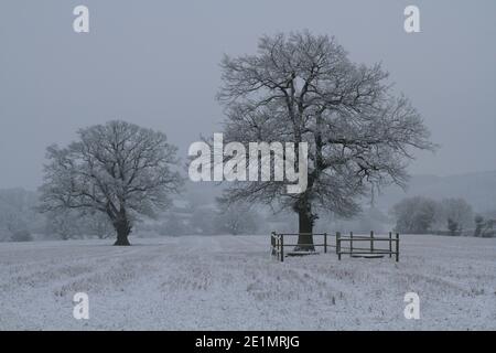 Alberi di quercia in un campo coperto di neve, nel paese di Shakespeare Alcester, Warwickshire, Regno Unito. Foto Stock