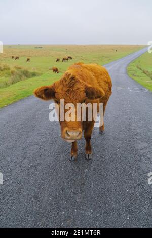 Mucca sulla strada nel Parco Nazionale di Dartmoor, Devon Foto Stock