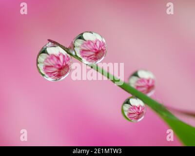 Riflesso del fiore all'interno gocce di rugiada Foto Stock