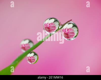 Riflesso del fiore all'interno gocce di rugiada Foto Stock