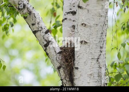 Canzone Thrush nidlings nel nido su un albero tra i rami. Foto Stock