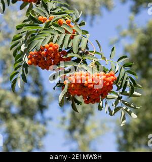 rowan mazzi di su ramo albero, profondità di campo poco profonda Foto Stock