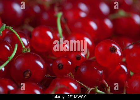 macro fotografia di bacche di ribes rosso fresco, sfondo riempito con molte bacche, fotografia alimentare Foto Stock
