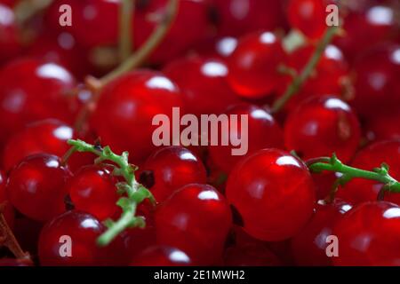macro fotografia di bacche di ribes rosso fresco, sfondo riempito con molte bacche, fotografia alimentare Foto Stock