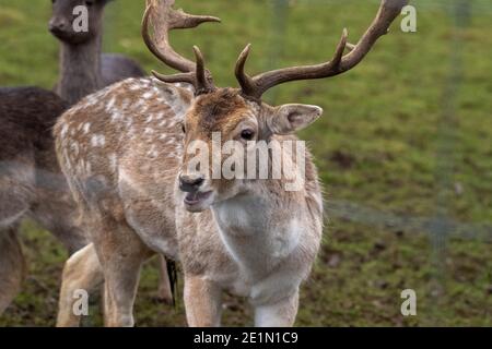 Brentwood Essex 8 gennaio 2021 TEMPO UNA giornata fredda e misteriosa in Weald Park Brentwood Essex fallow buck Deer, Credit: Ian Davidson/Alamy Live News Foto Stock