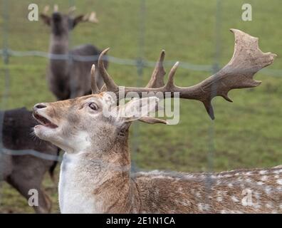 Brentwood Essex 8 gennaio 2021 TEMPO UNA giornata fredda e misteriosa nel Weald Park Brentwood Essex fallow buck cervi, Credit: Ian Davidson/Alamy Live News Foto Stock