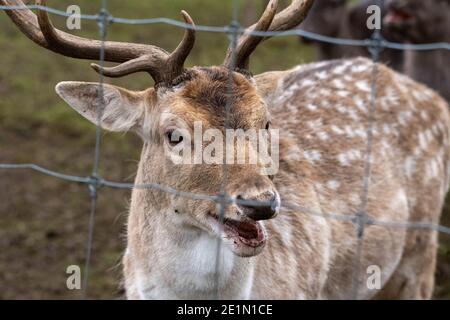 Brentwood Essex 8 gennaio 2021 TEMPO UNA giornata fredda e misteriosa nel Weald Park Brentwood Essex fallow buck cervi, Credit: Ian Davidson/Alamy Live News Foto Stock