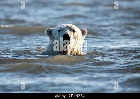 Nuoto orso polare (Ursus maritimus) nel Circolo polare Artico di Kaktovik, Alaska Foto Stock
