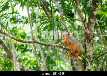 Un comune Scimmia di scoiattolo giocando in alberi Foto Stock