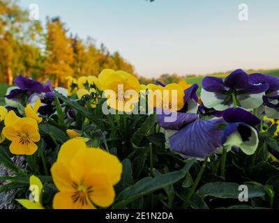 Viola odorata - Viola Mammola, inglese viola, viola comune o in giardino viola Foto Stock