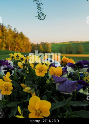 Viola odorata - Viola Mammola, inglese viola, viola comune o in giardino viola Foto Stock