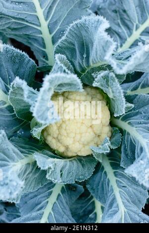 Brassica oleracea var. Botrytis. Gelo sul tardivo cavolfiore 'Triomphant', pronto per la raccolta. Gennaio. REGNO UNITO Foto Stock