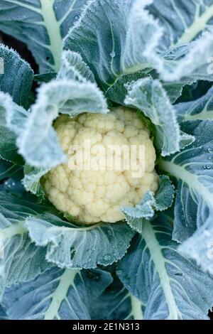 Brassica oleracea var. Botrytis. Gelo sul tardi Cripping Cauliflower 'Triomphant', pronto per la raccolta. Gennaio. REGNO UNITO Foto Stock