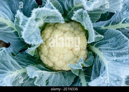 Brassica oleracea var. Botrytis. Gelo sul tardivo cavolfiore 'Triomphant', pronto per la raccolta. Gennaio. REGNO UNITO Foto Stock