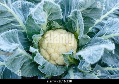 Brassica oleracea var. Botrytis. Gelo sul tardivo cavolfiore 'Triomphant', pronto per la raccolta. Gennaio. REGNO UNITO Foto Stock