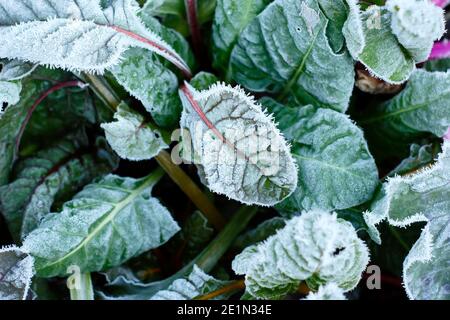 Swiss chard "Bright Lights" in gelo. Una brina pesante su un arcobaleno invernale duro in un giardino di cucina. REGNO UNITO Foto Stock