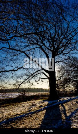 Albero silhoueted su Oxley Bank guardando verso i boschi di Haigh Greave nella neve. Yorkshire occidentale. REGNO UNITO. Foto Stock